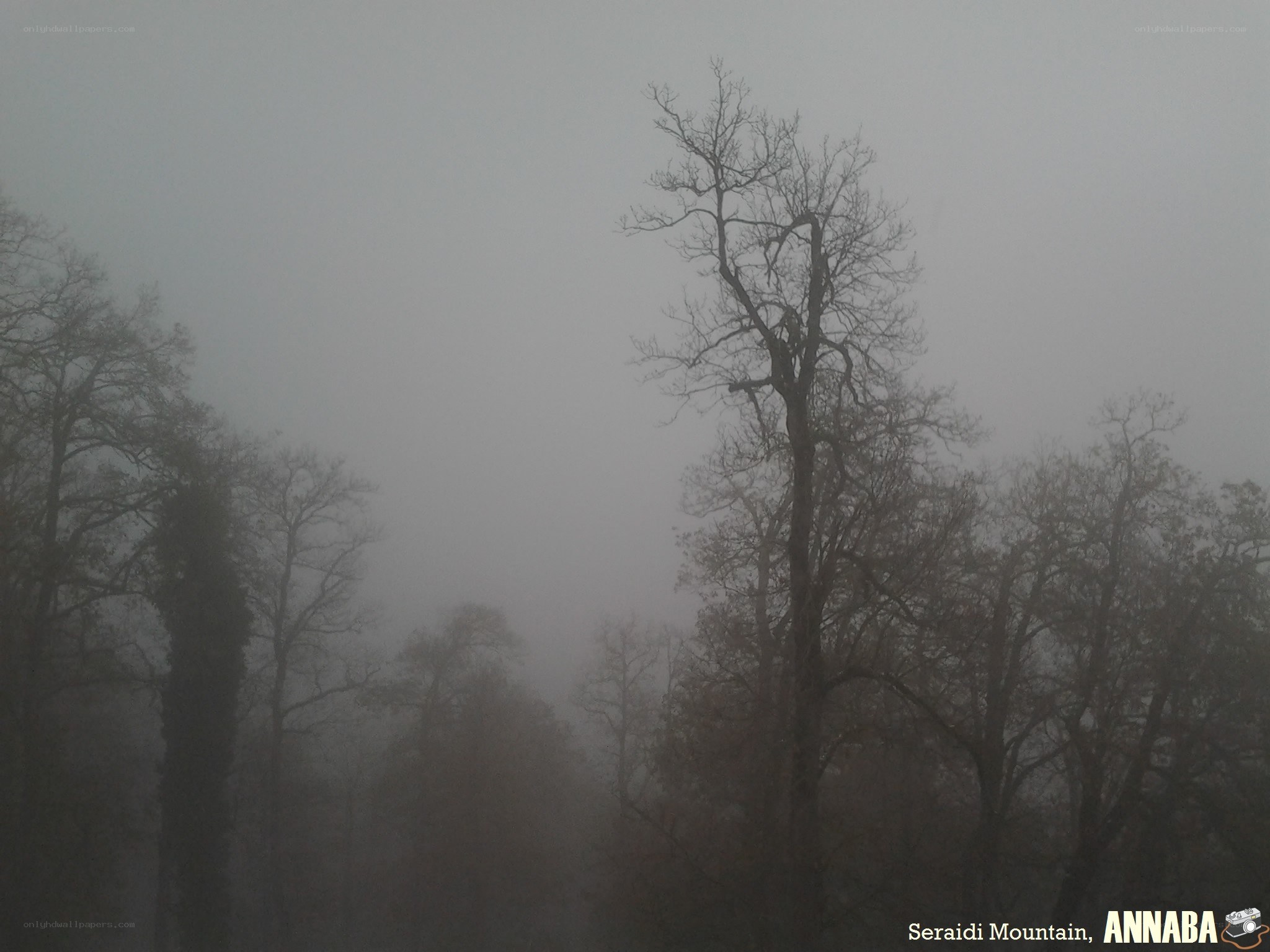Foggy forest on Seraidi Mountain