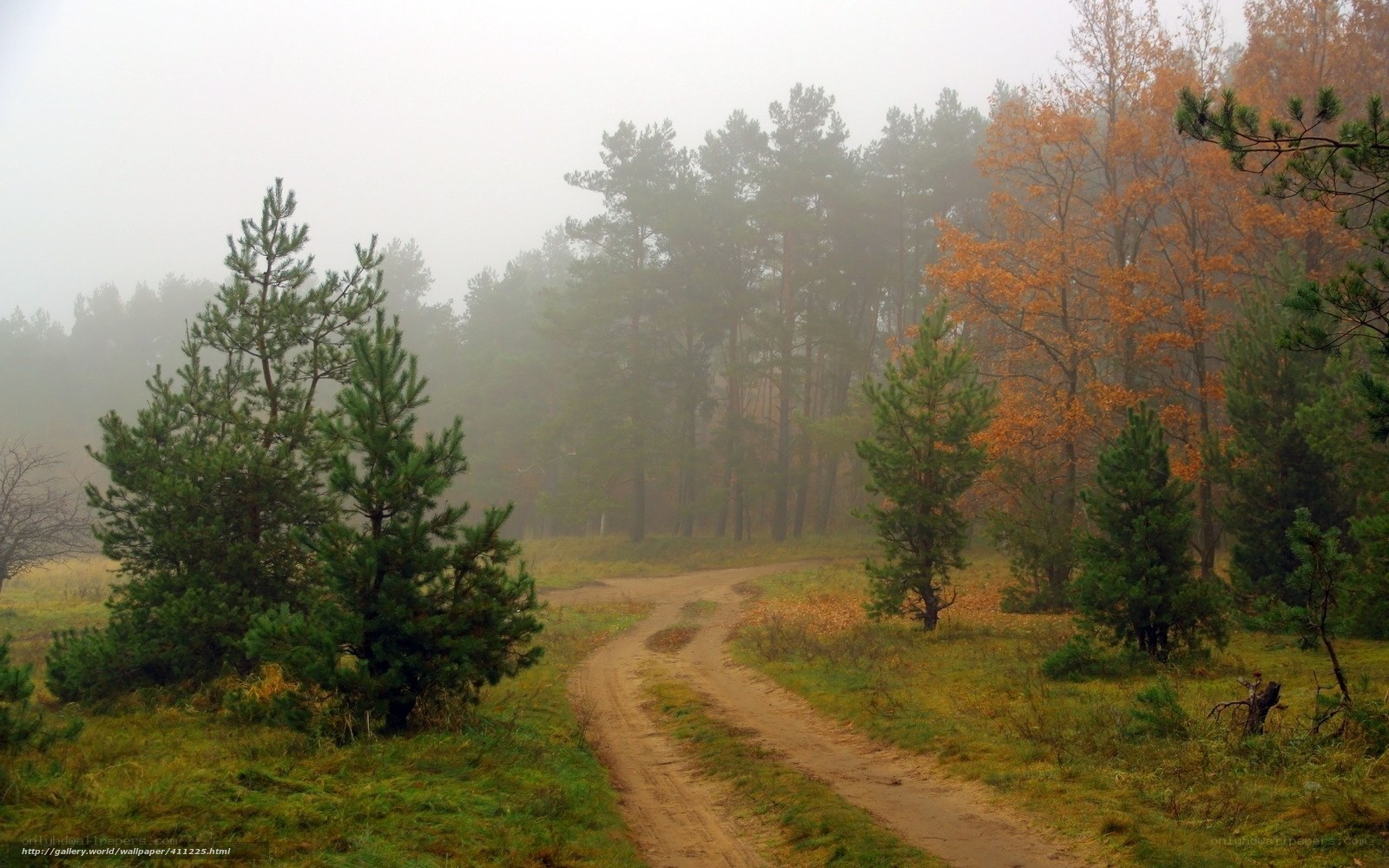 Foggy forest path