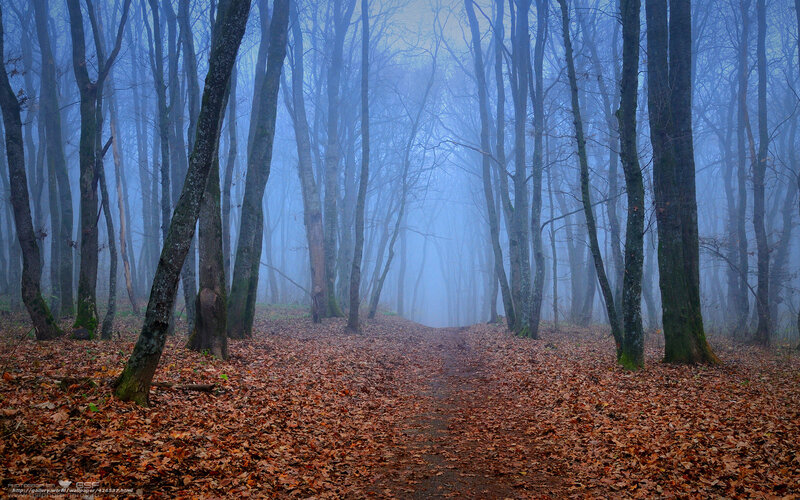 Foggy forest path