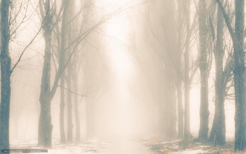 Foggy forest path