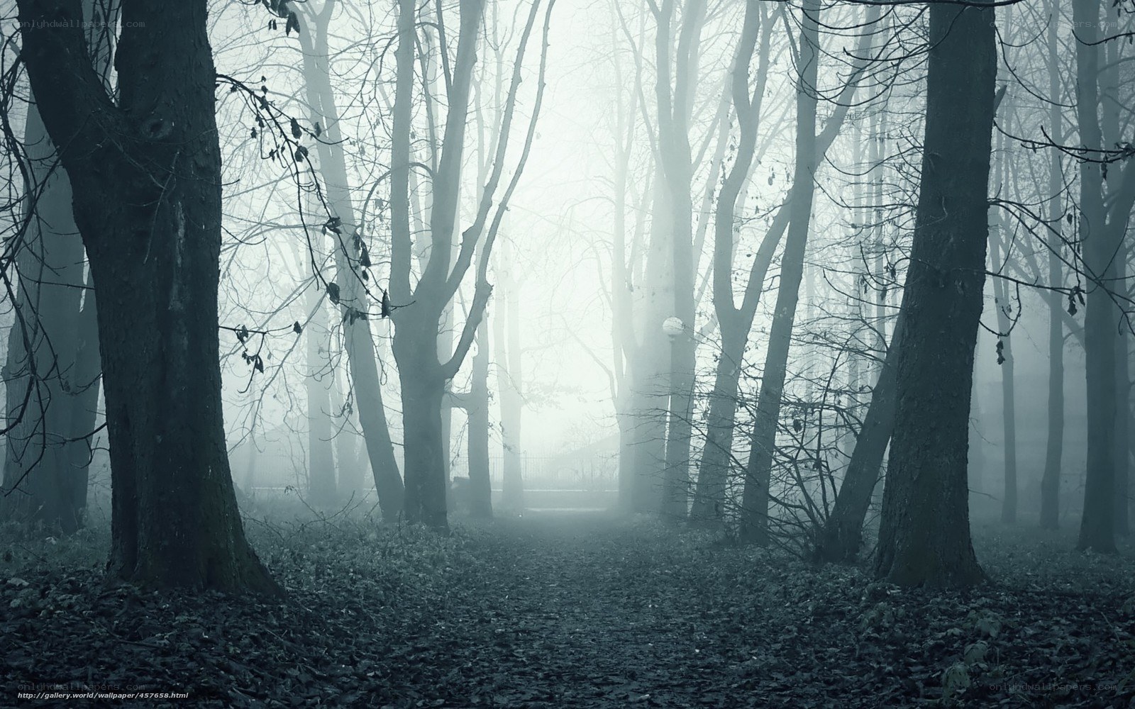 Foggy forest path