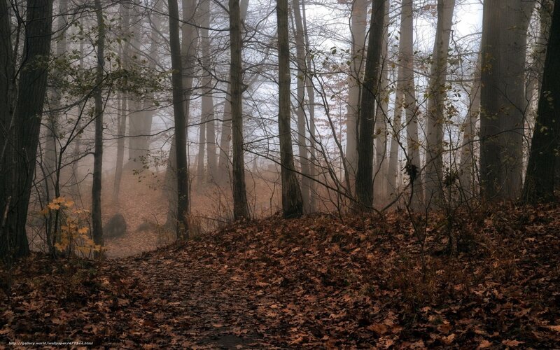 Foggy forest path
