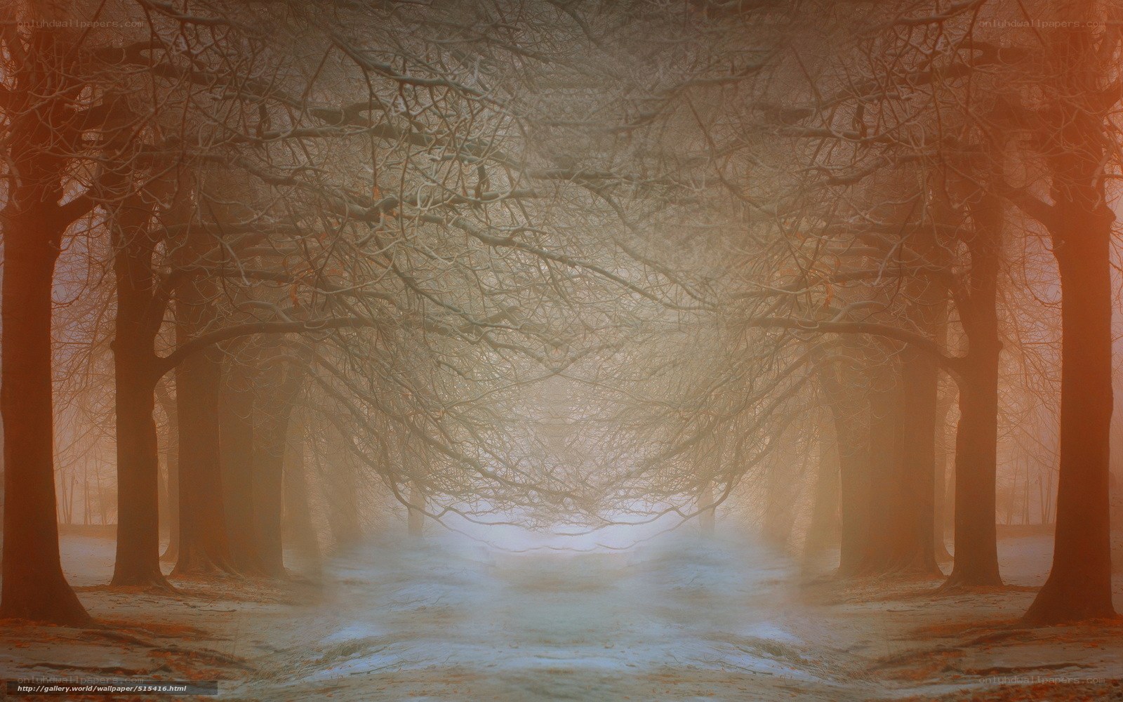 Foggy forest path