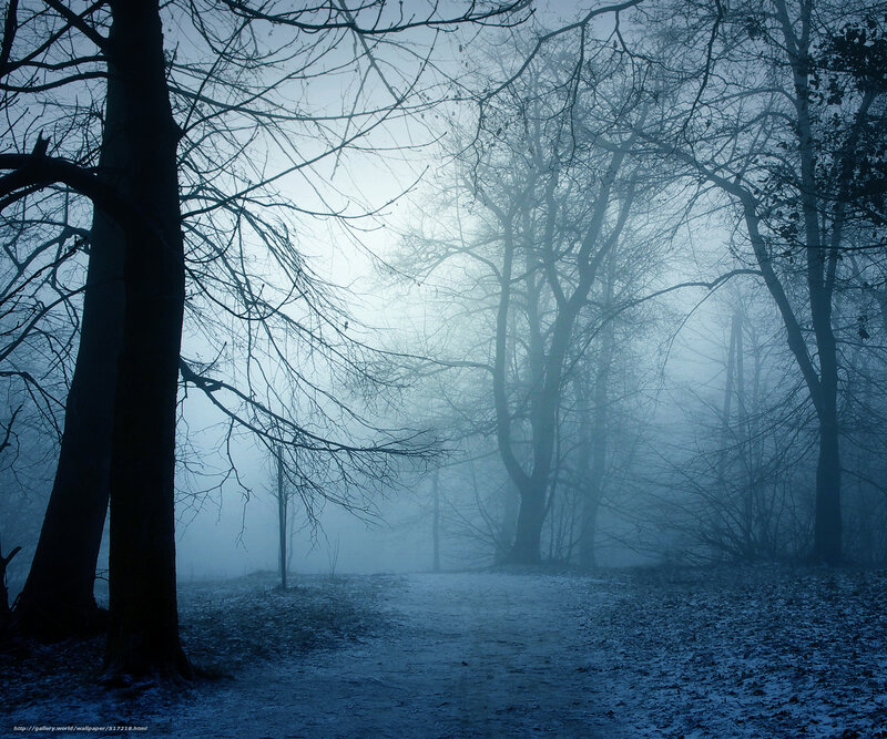 Foggy forest path