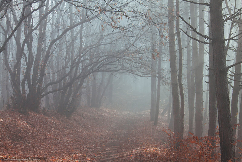Foggy forest path