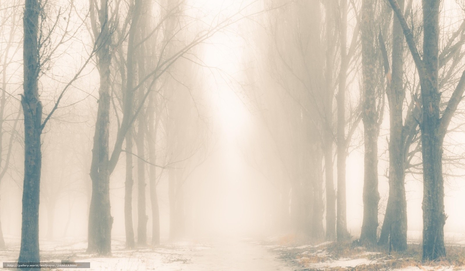 Foggy forest path