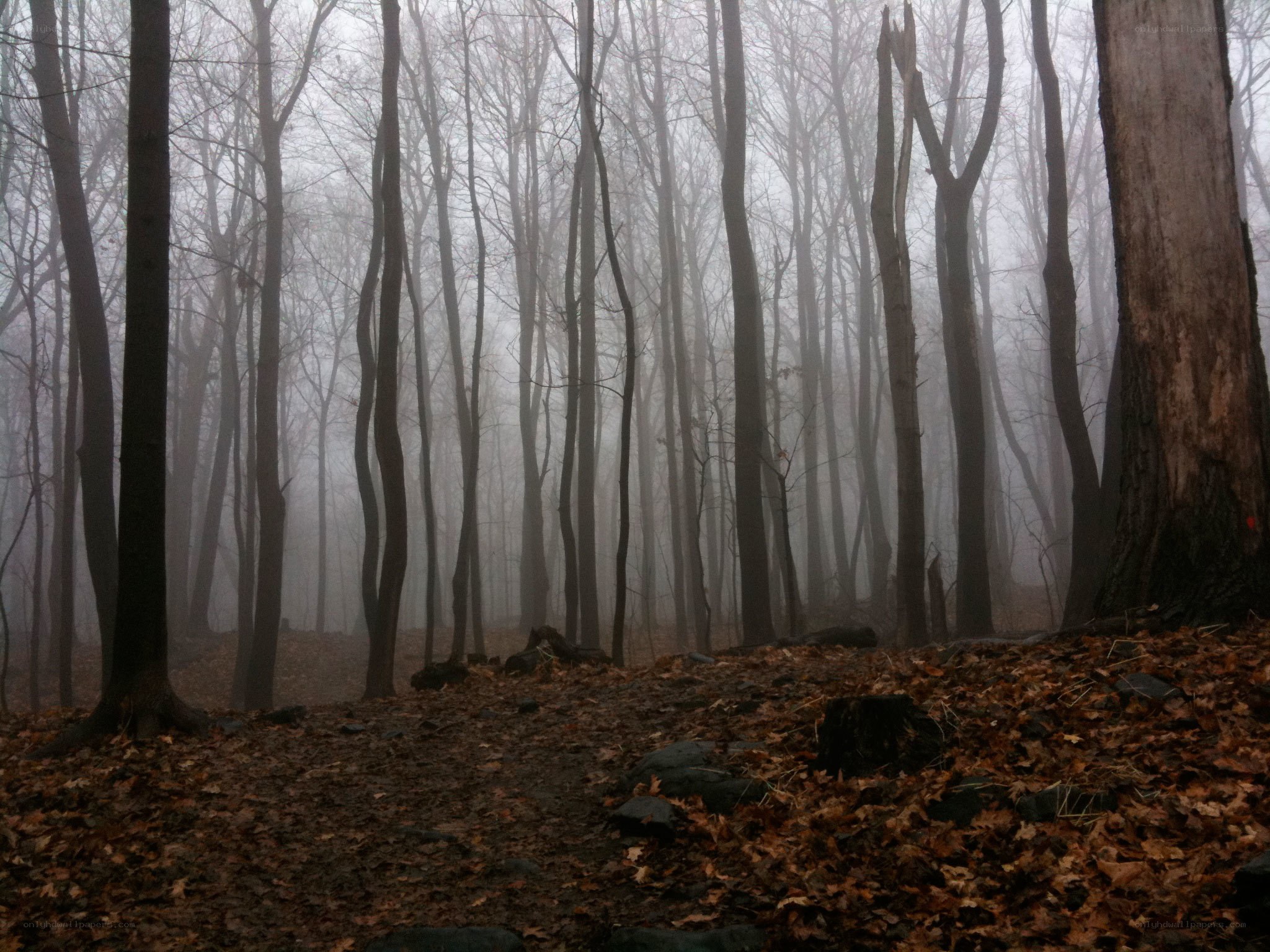 Foggy forest path