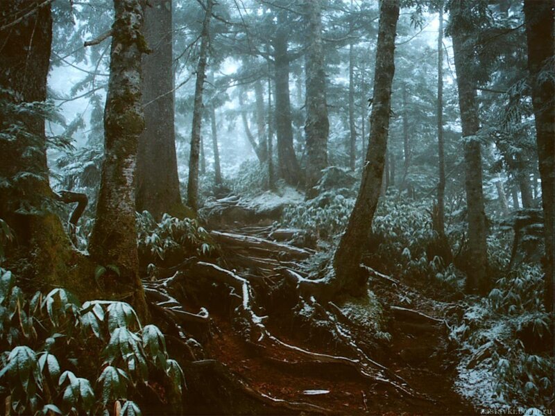 foggy forest path