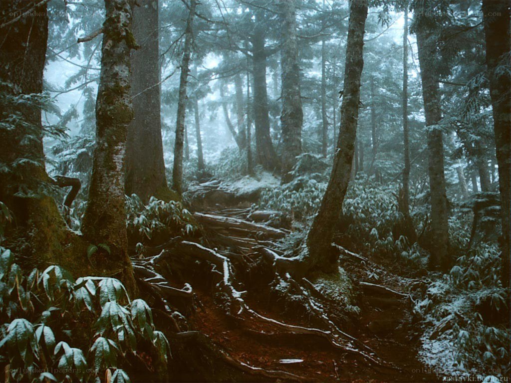 foggy forest path