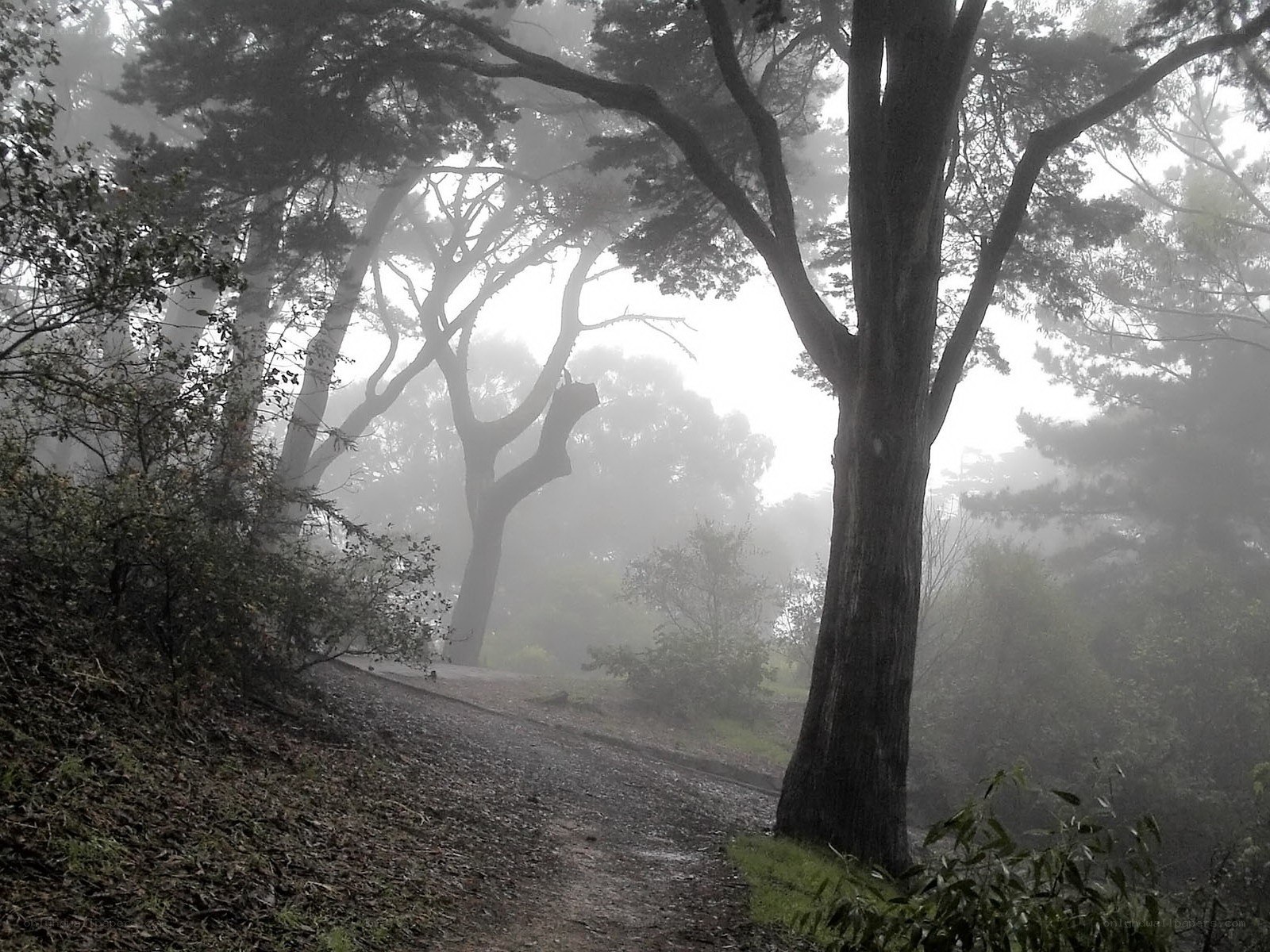 Foggy forest path