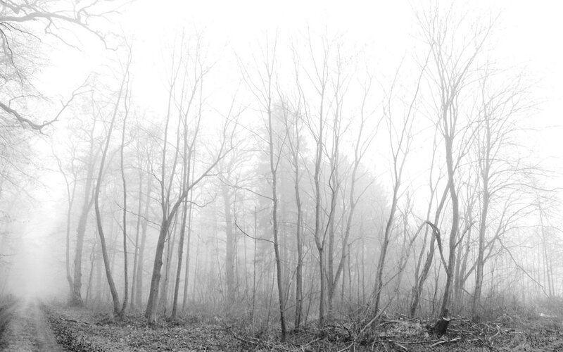 Foggy forest path