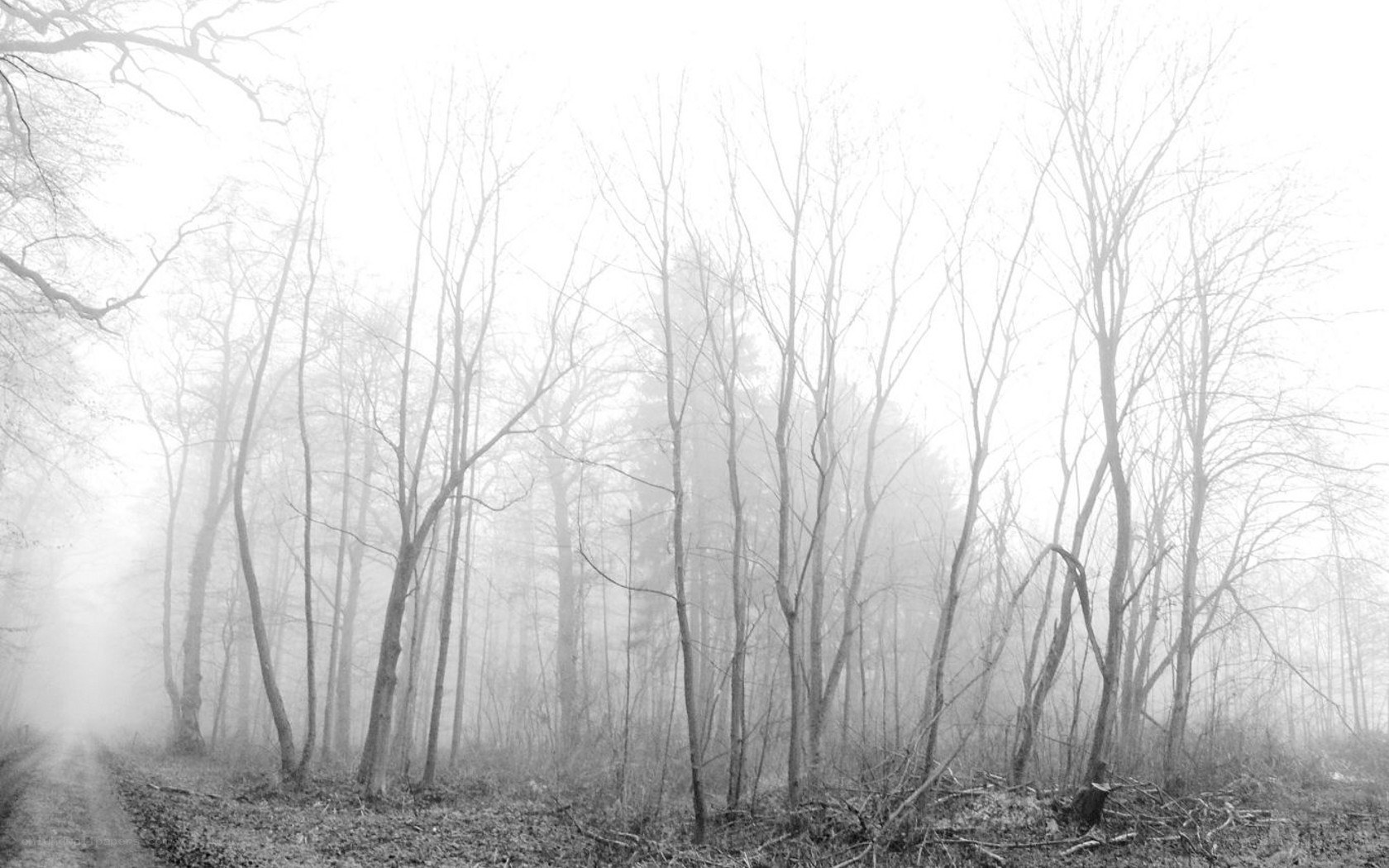 Foggy forest path