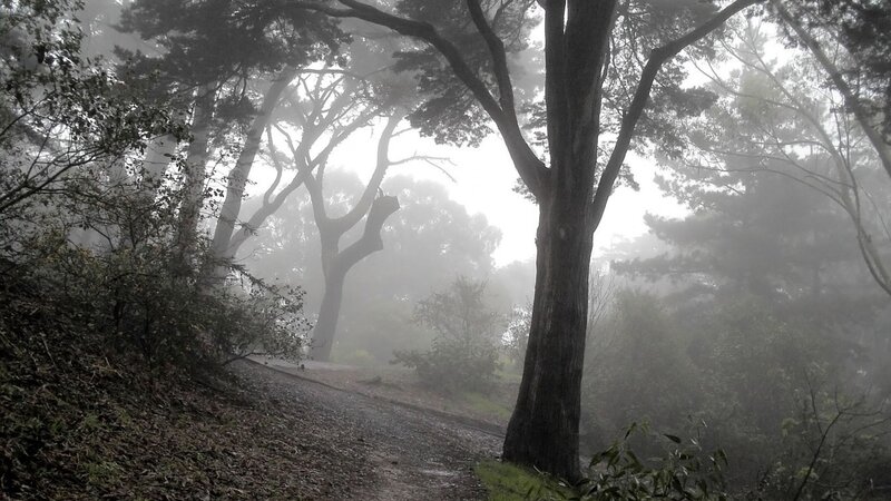Foggy forest path
