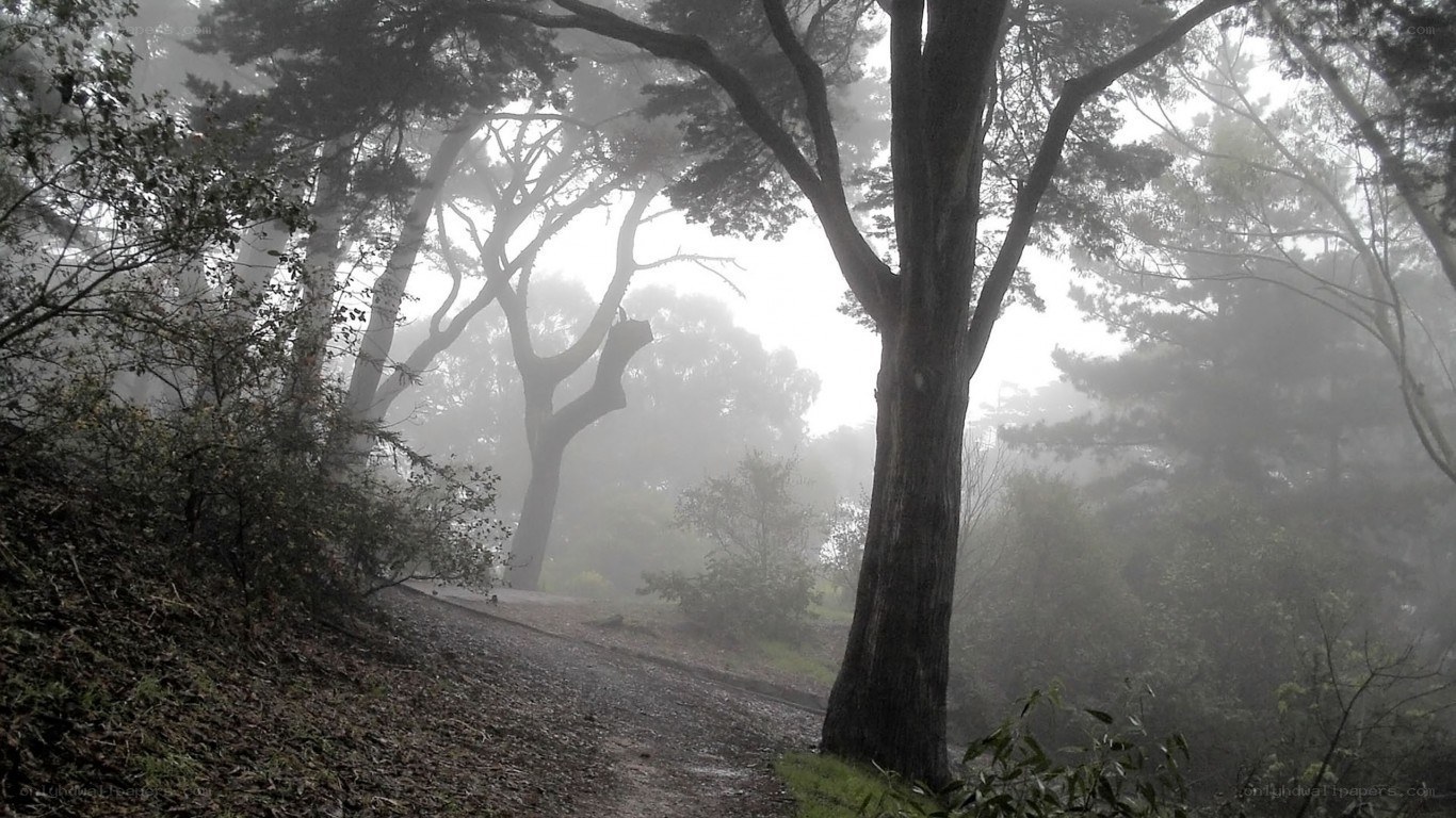 Foggy forest path