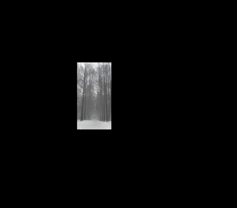 foggy forest path