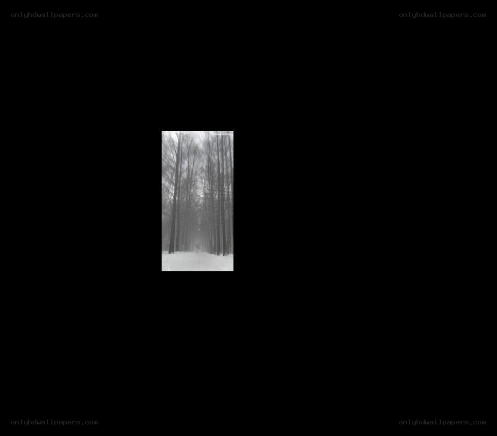 foggy forest path