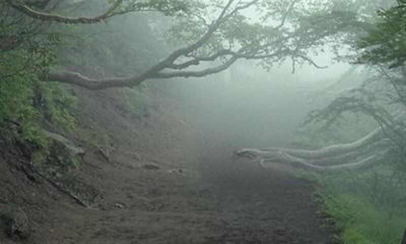 Foggy forest path