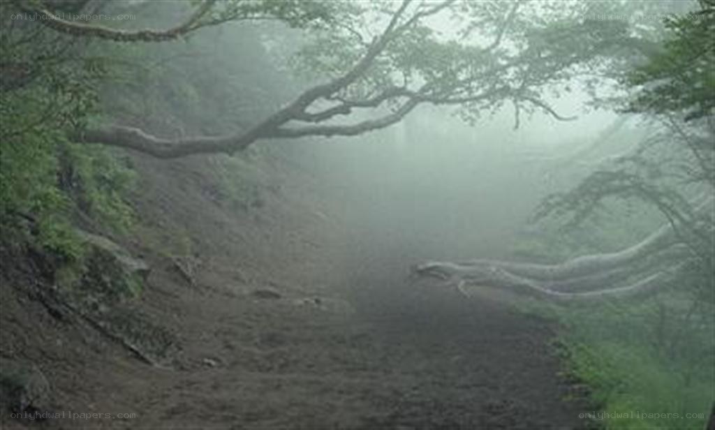 Foggy forest path