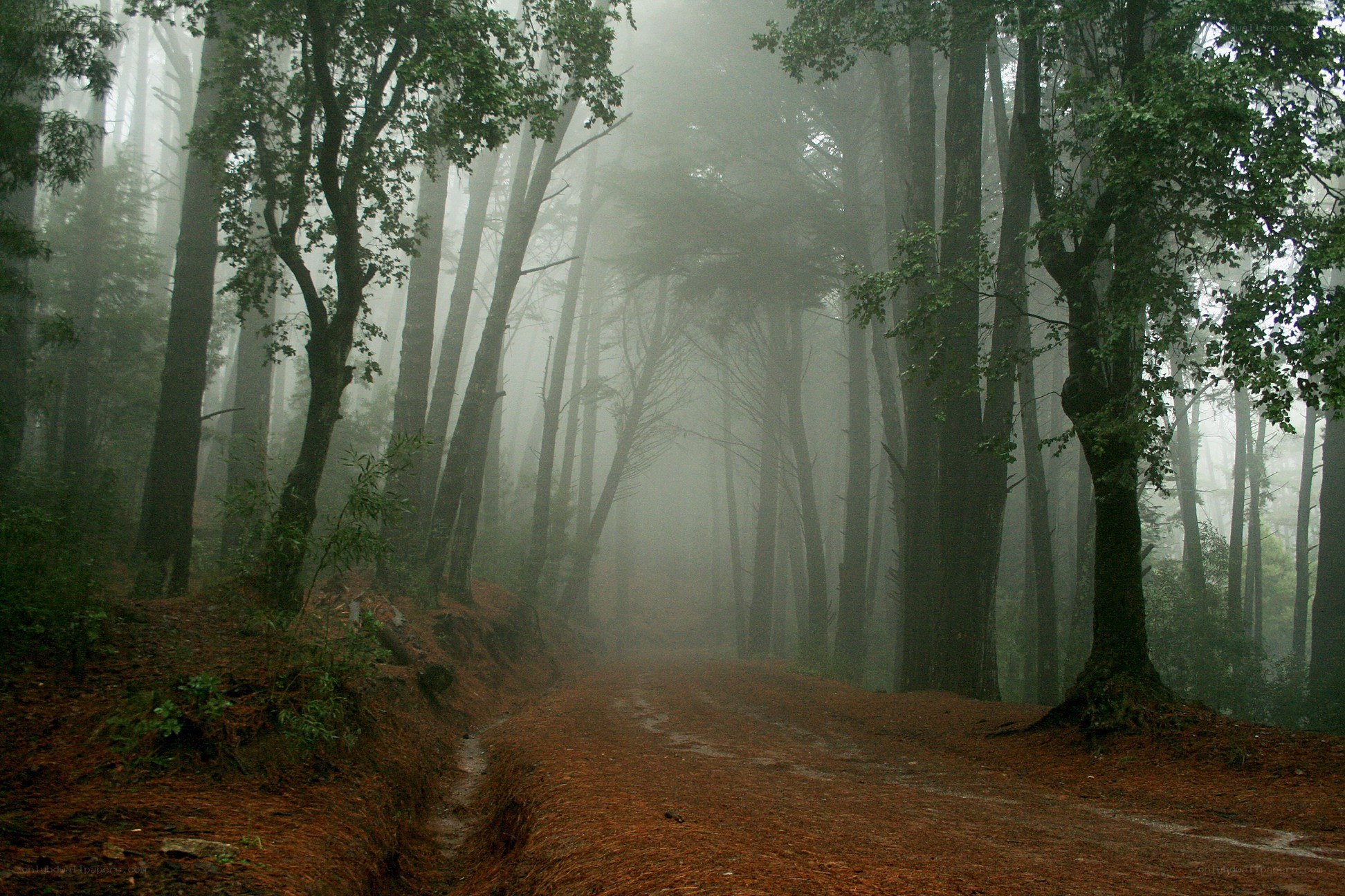 Foggy forest path