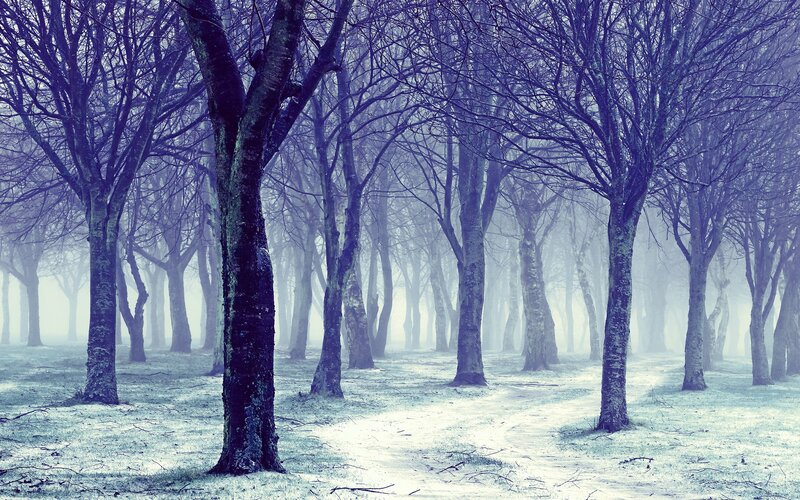 foggy forest path