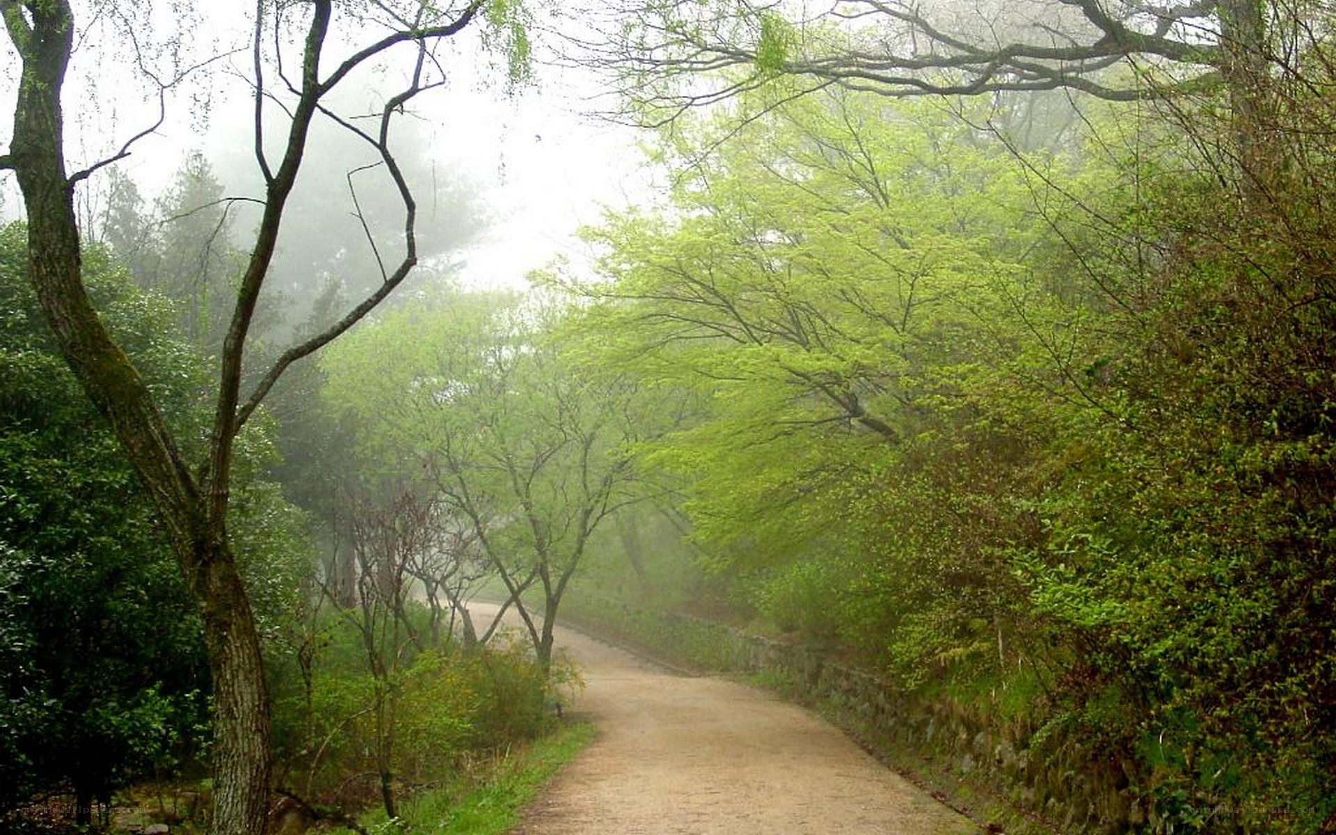 foggy forest path