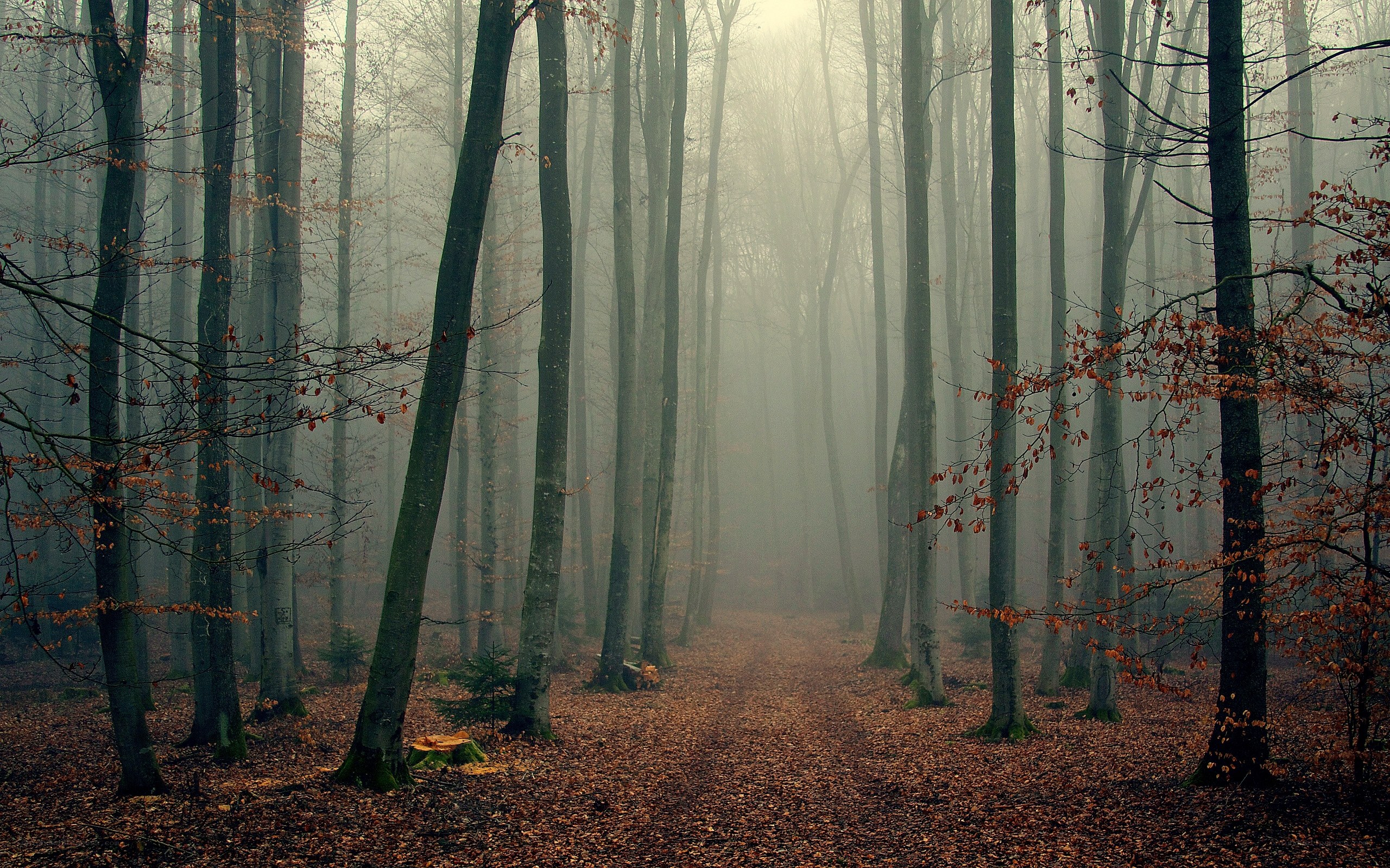 Foggy forest path