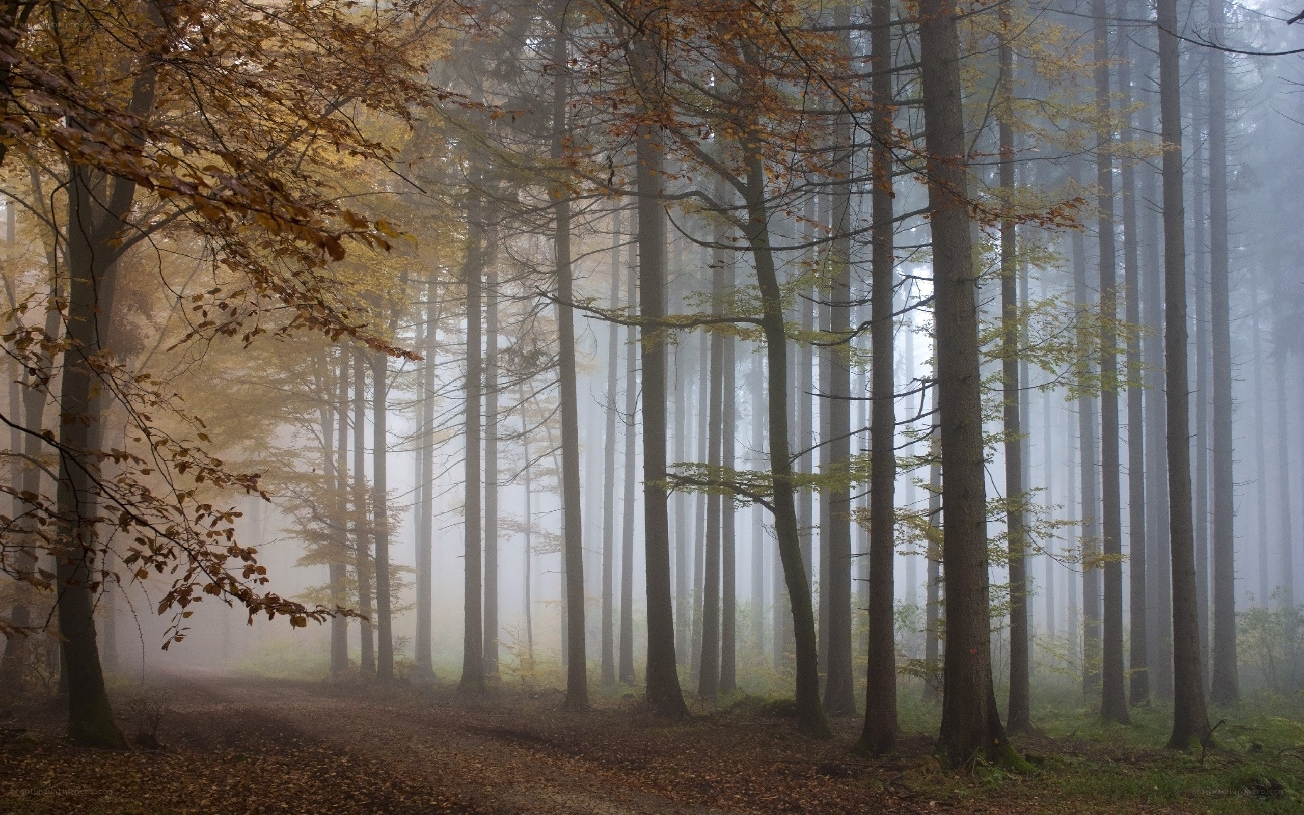 Foggy forest path