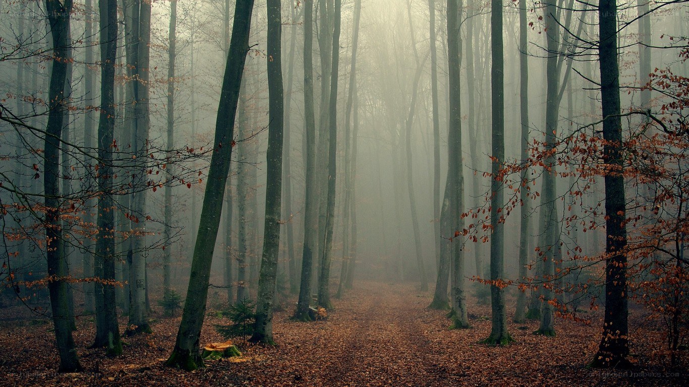 Foggy forest path