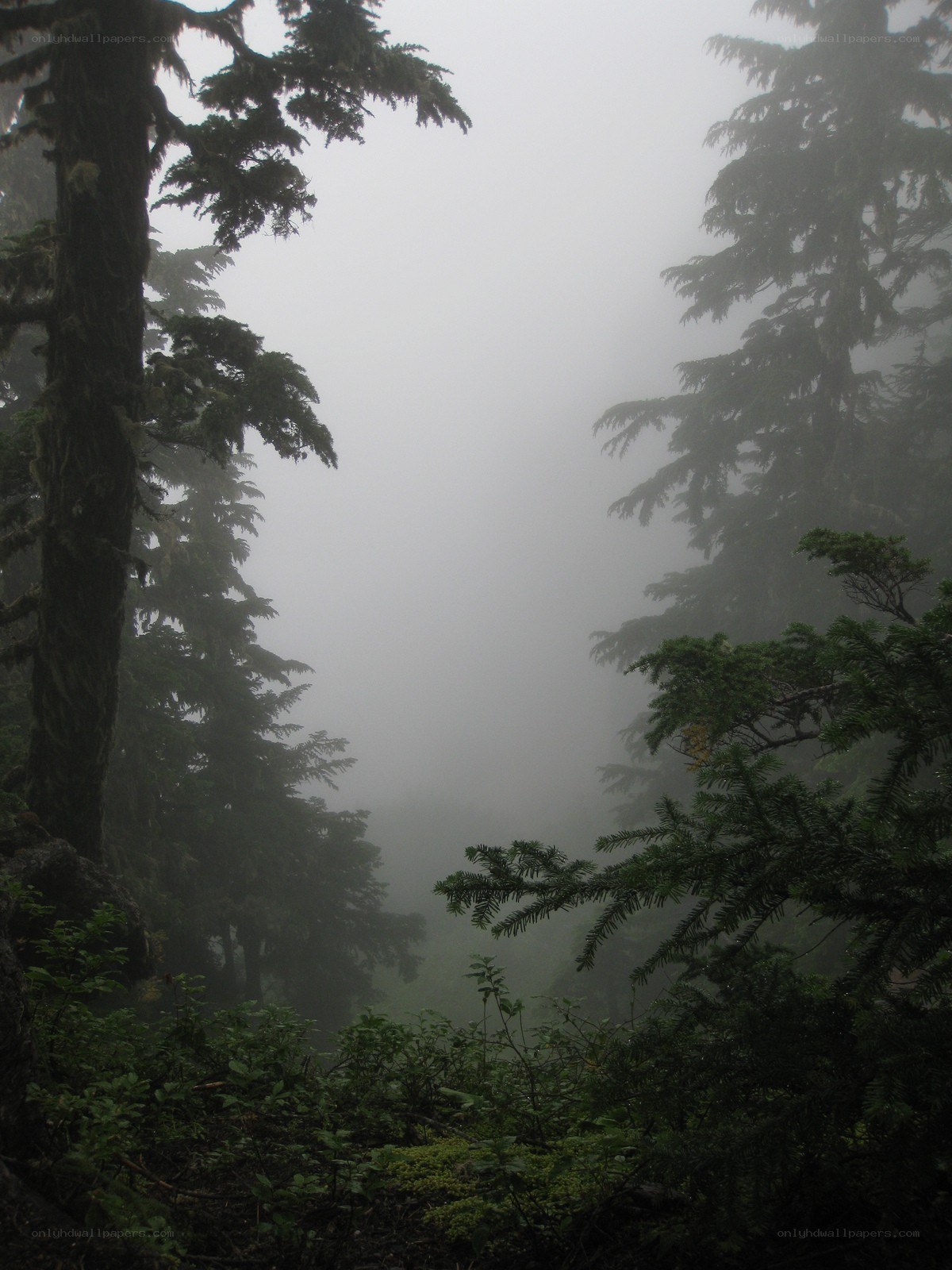 Foggy forest path