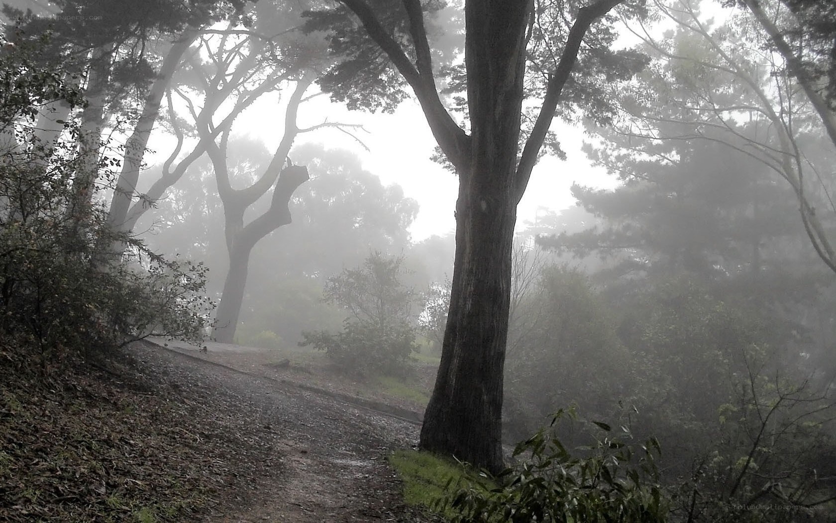 Foggy forest path