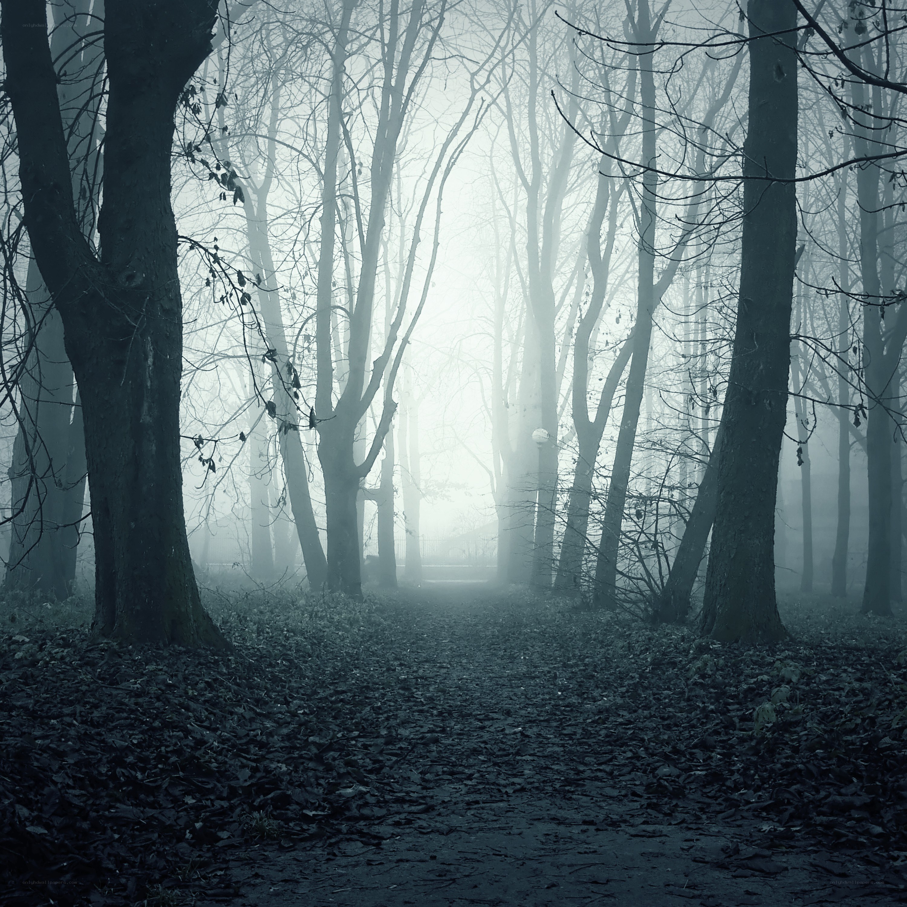 Foggy forest path