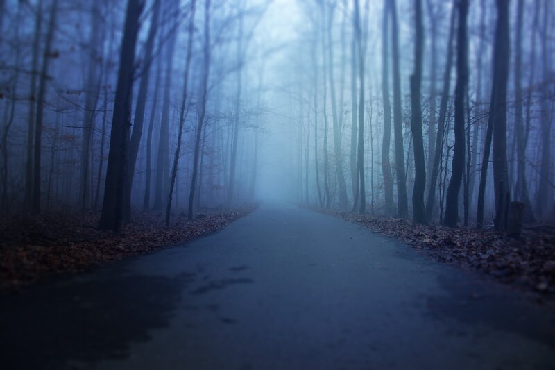 Foggy forest path