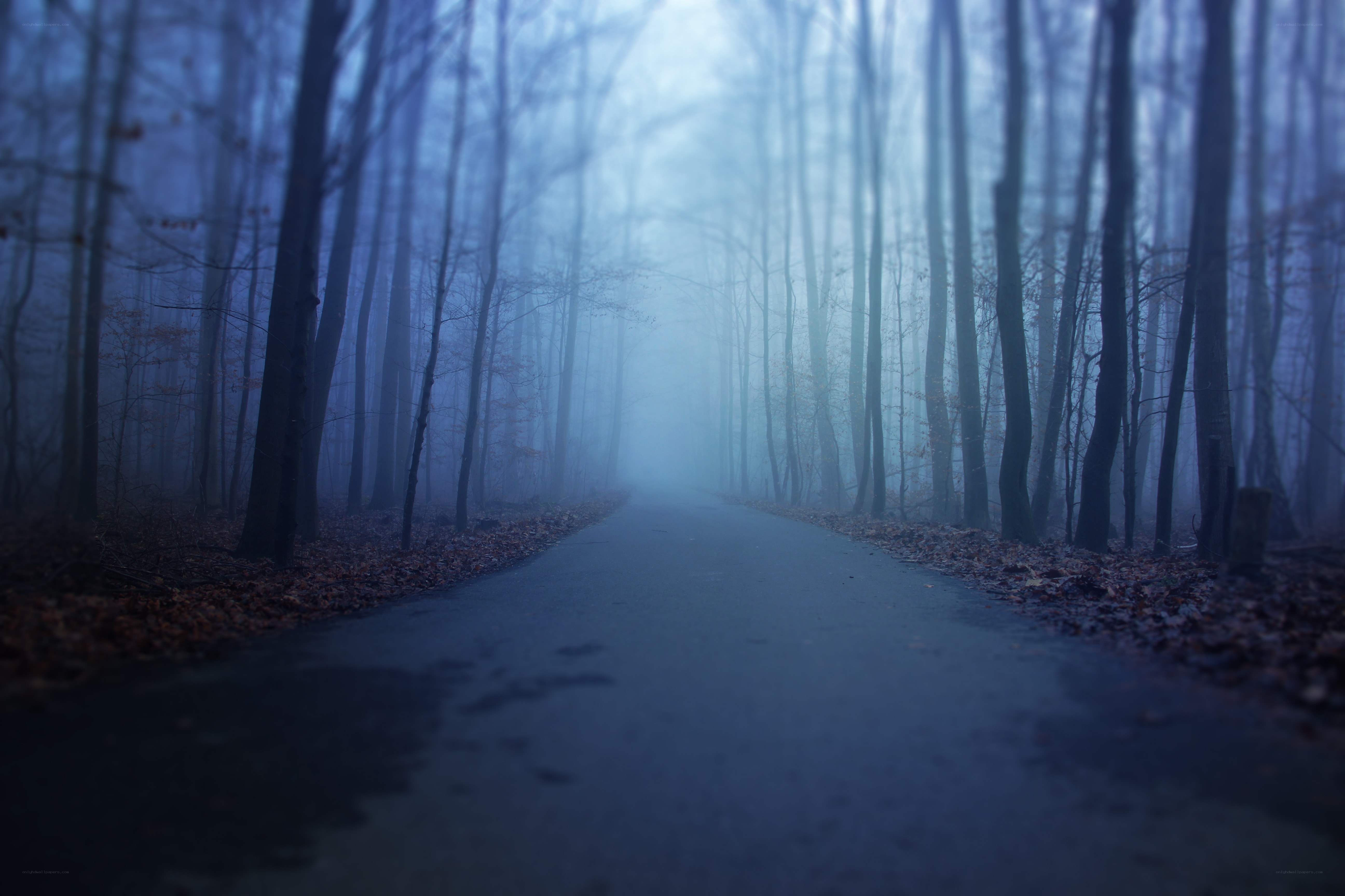 Foggy forest path