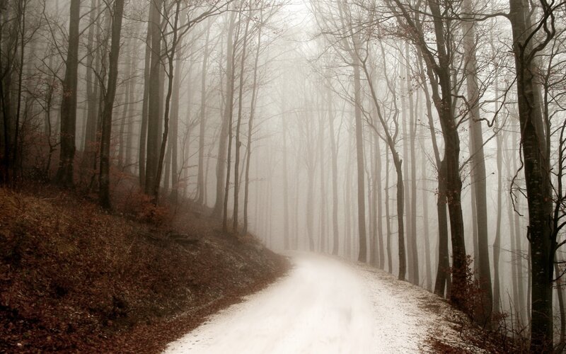 Foggy forest path