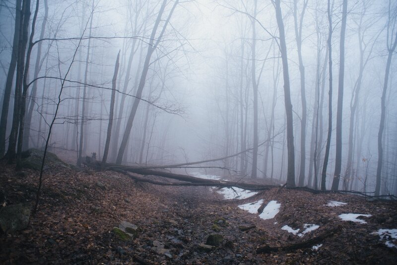 Foggy forest path