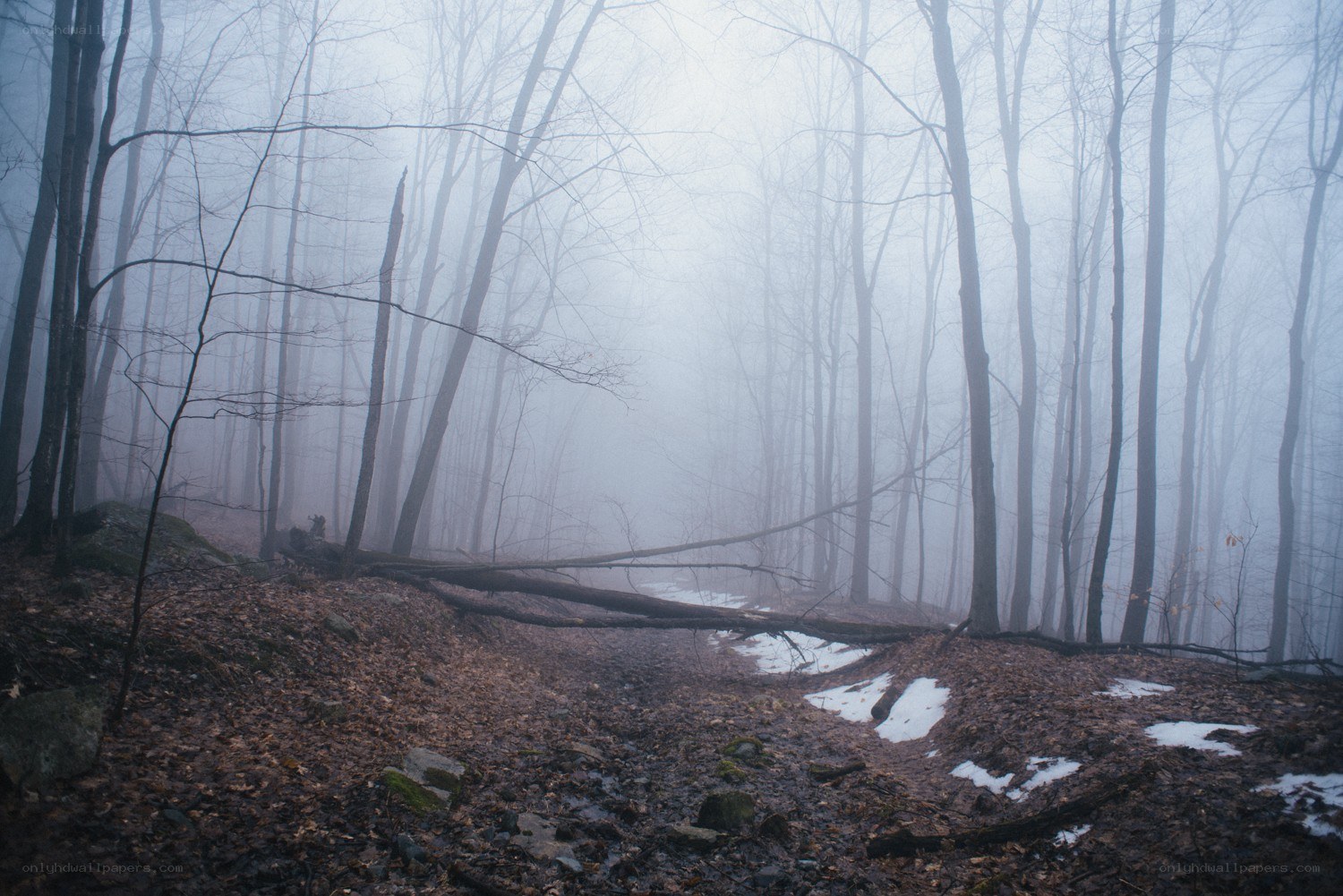 Foggy forest path