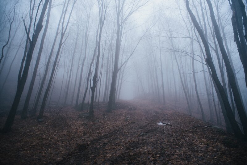 Foggy forest path