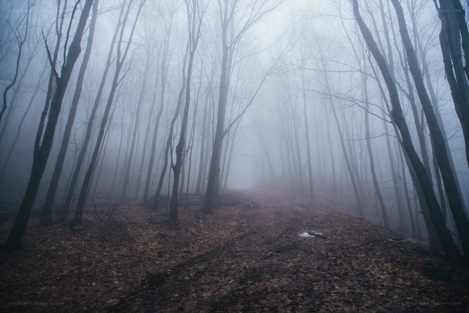 Foggy forest path