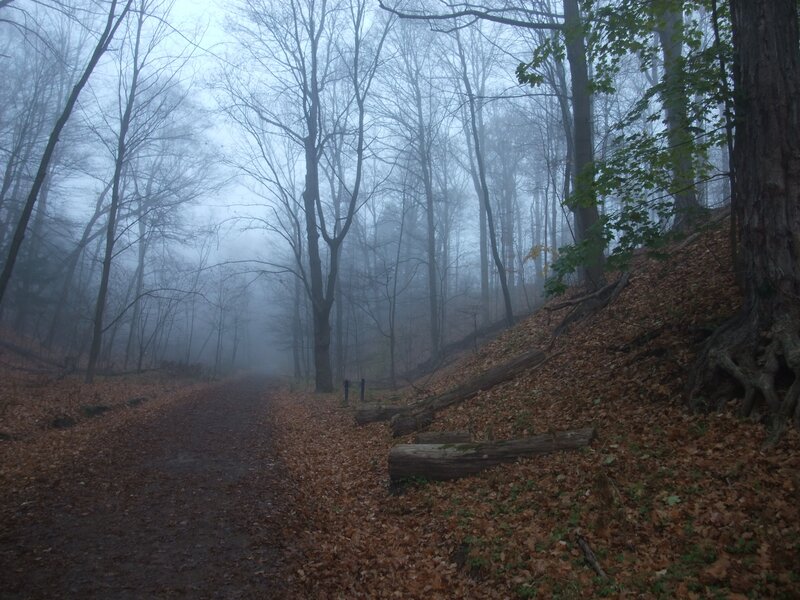Foggy forest path
