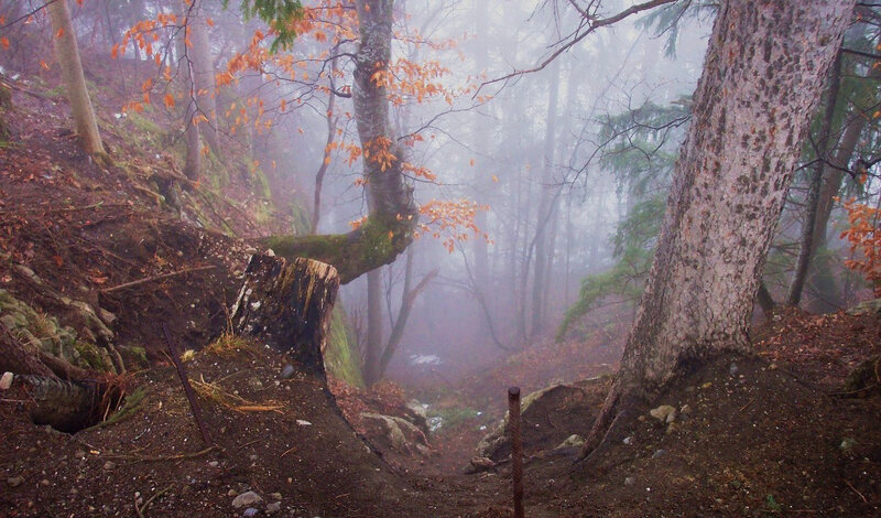Foggy forest path
