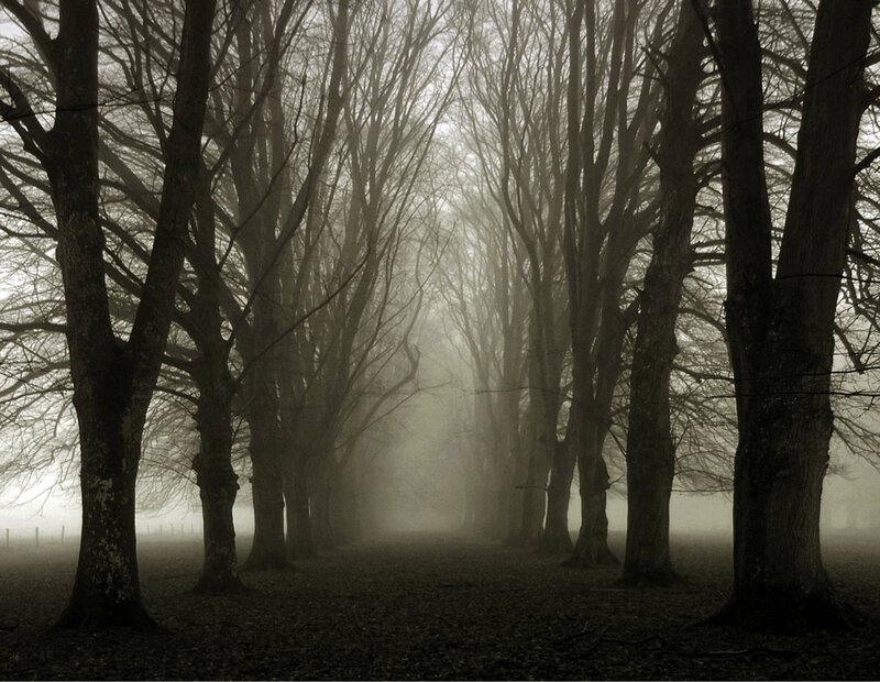 Foggy forest path