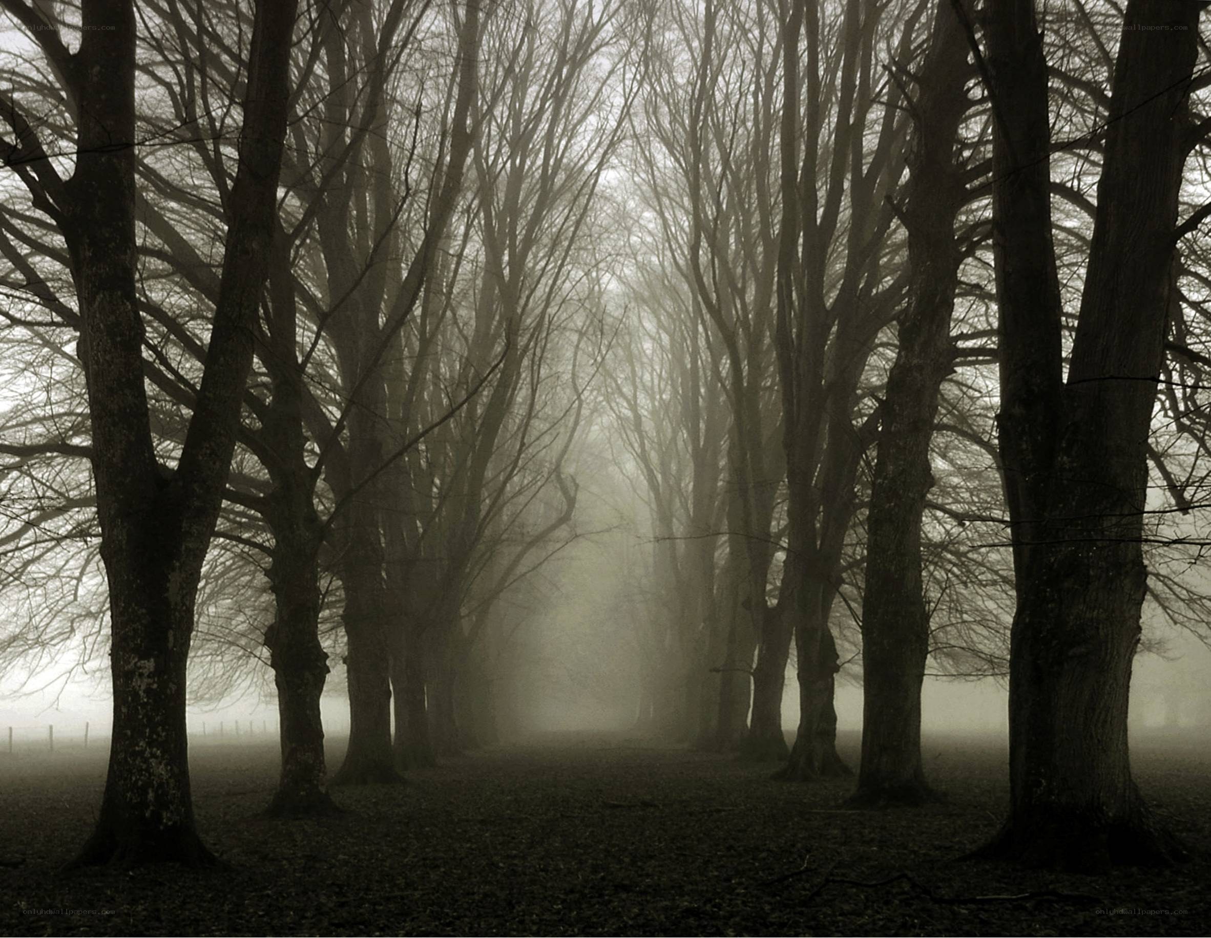 Foggy forest path