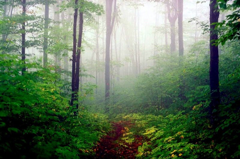 Foggy forest path