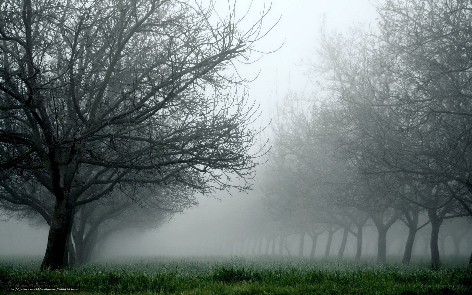 Foggy forest path