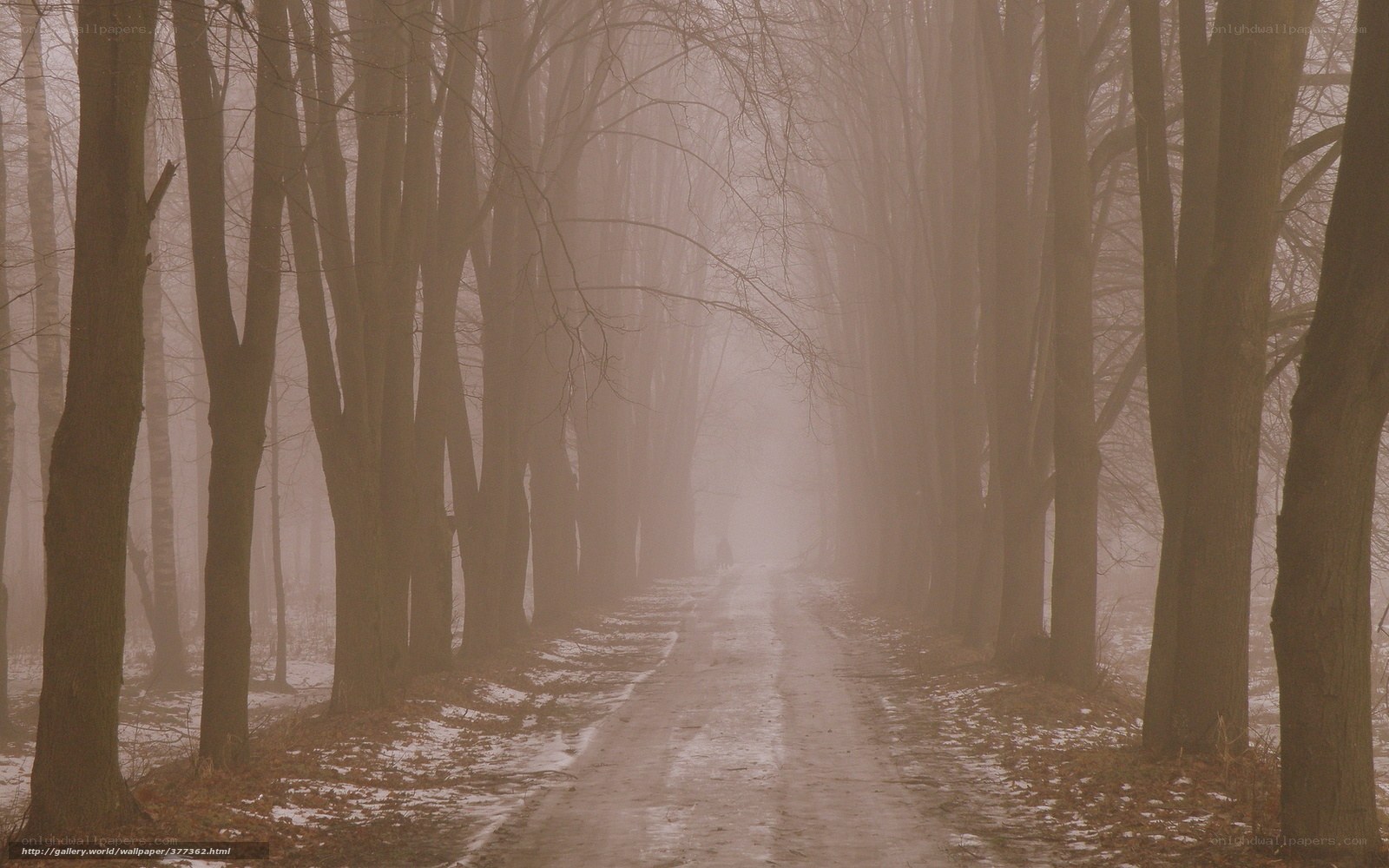 Foggy forest path