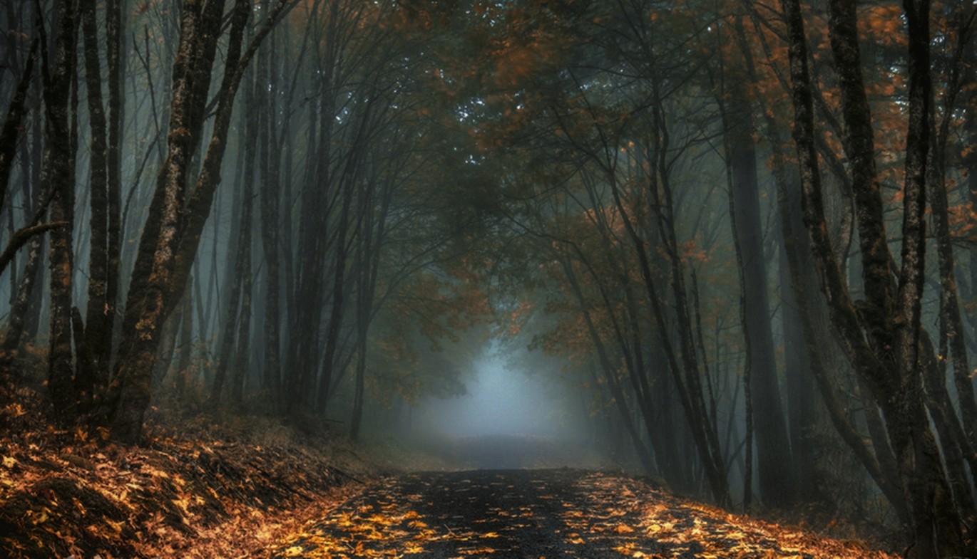 Foggy forest path at dawn