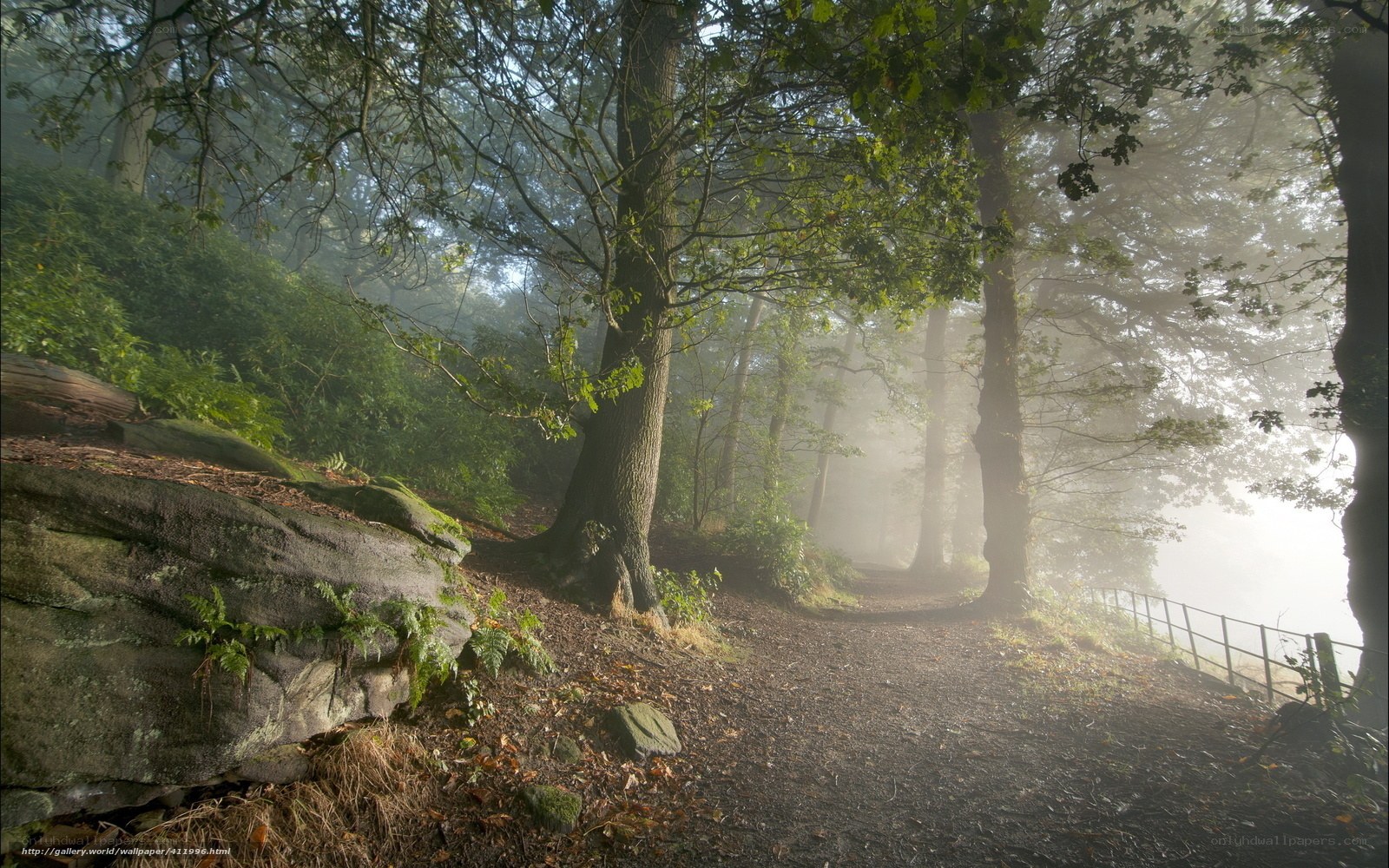 Foggy forest path at dawn