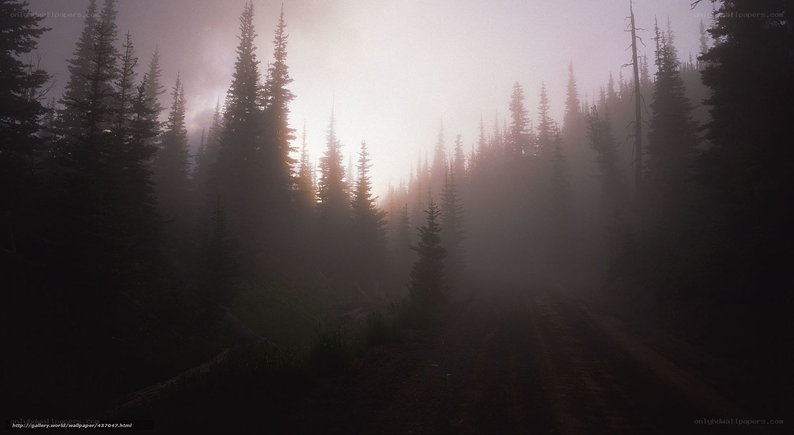 Foggy forest path at dawn