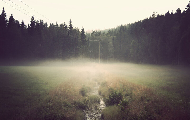Foggy forest path at dawn