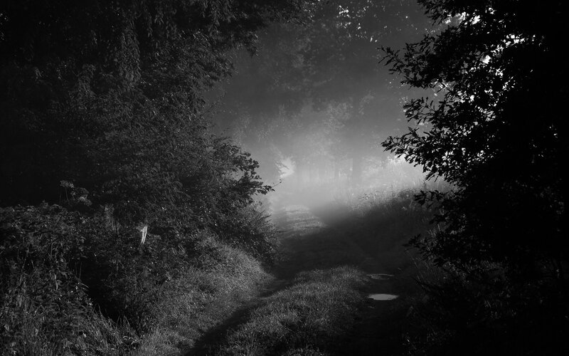 Foggy forest path at dawn